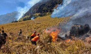 kebakaran hutan_antara